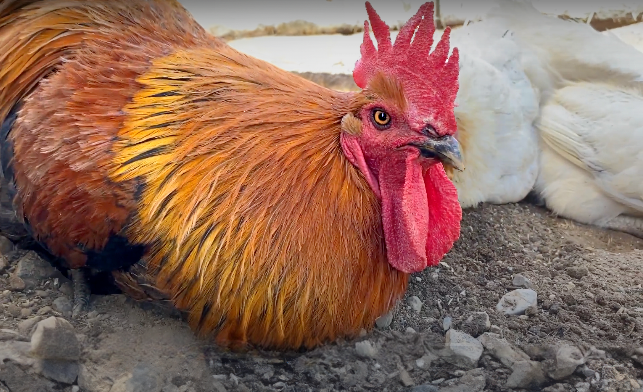 The Masculine Urge to Care: Roosters and I — Legal Impact for Chickens